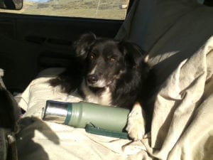 dog